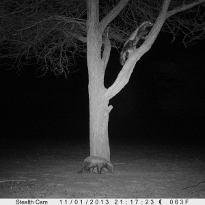 Honey Badger Trail Camera