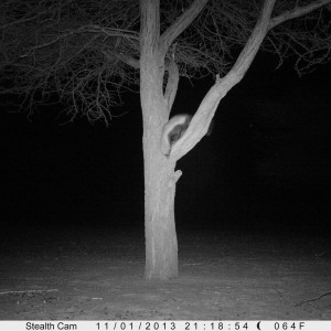 Honey Badger Trail Camera