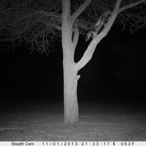 Honey Badger Trail Camera