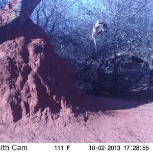 Red Mongoose Trail Camera