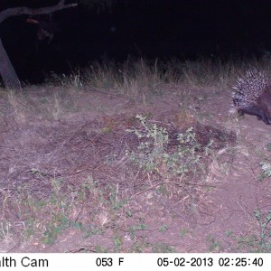 African Porcupine Trail Camera