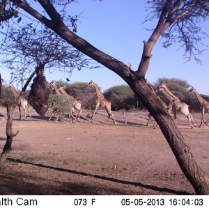 Giraffe Trail Camera
