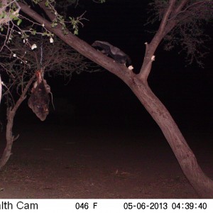 Honey Badger Trail Camera