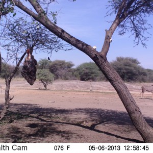 Greater Kudu Trail Camera