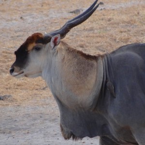Portrait of a beautiful East African Eland bull