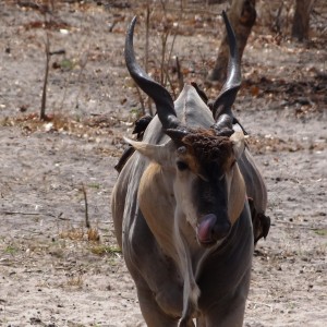 Young East African Eland bull