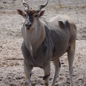 Young East African Eland bull