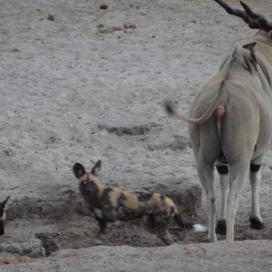 East African Eland sharing waterhole