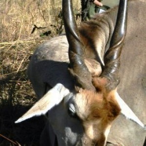 Eland