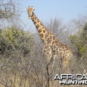 Giraffe_web