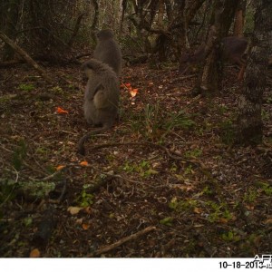 Blueduiker and Vervet monkeys feeding together