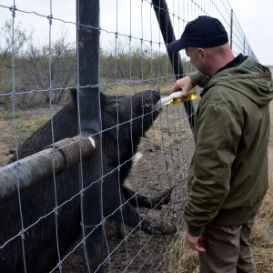 Feral Hog Bait