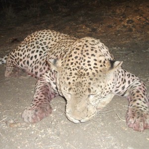 Leopard hunted with Ozondjahe Hunting Safaris in Namibia