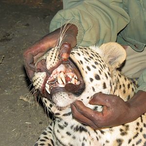 Leopard hunted with Ozondjahe Hunting Safaris in Namibia