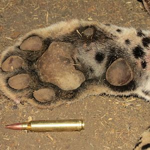 Leopard hunted with Ozondjahe Hunting Safaris in Namibia