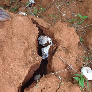 Omajowa termite hill mushrooms Namibia