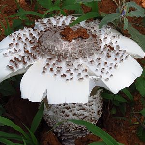 Omajowa termite hill mushrooms Namibia