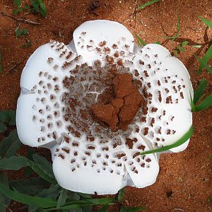 Omajowa termite hill mushrooms Namibia