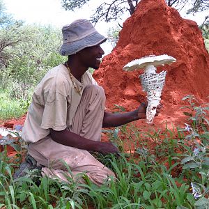 Omajowa termite hill mushrooms Namibia