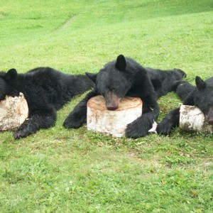 Maine bears