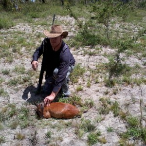 red duiker