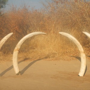 NG41 Botswana Elephants