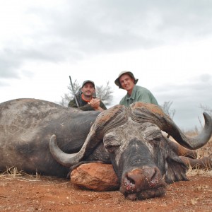 Free Range Buffalo ~ South Africa