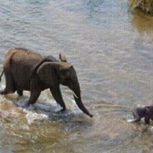 Elephant born in the river in Kruger National Park 2012!