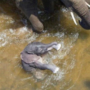 Elephant born in the river in Kruger National Park 2012!