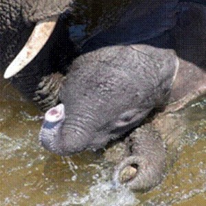 Elephant born in the river in Kruger National Park 2012!