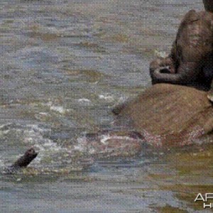 Elephant born in the river in Kruger National Park 2012!