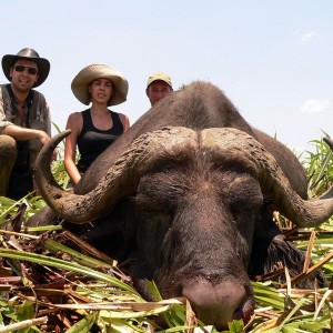 Buffalo Mozambique