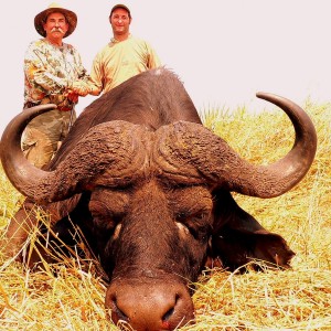 Buffalo Mozambique