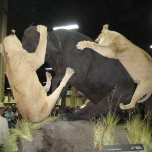 Taxidermy at Safari Club International Convention