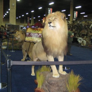 Taxidermy at Safari Club International Convention