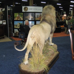 Taxidermy at Safari Club International Convention