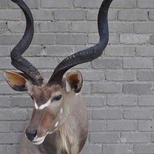 Kudu finished taxidermy