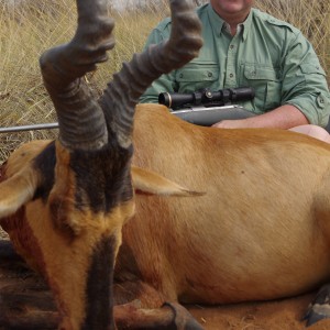 Red Hartebeest