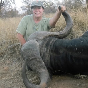 Greater Kruger Buffalo