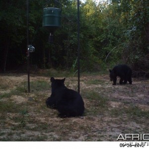 Bears at Arkansas Club