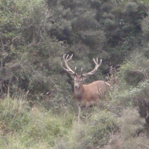 Free Range Hunting New Zealand