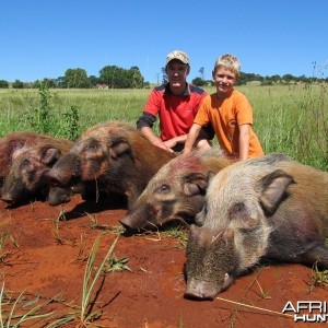 Umdende Hunting Safaris Bushpigs