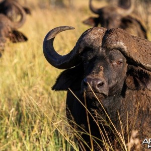 Cape Buffalo on Zululand Rhino Reserve
