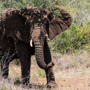 Elephant at Pongola Game Reserve
