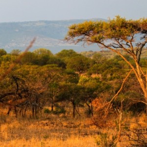 Zululand Rhino Reserve