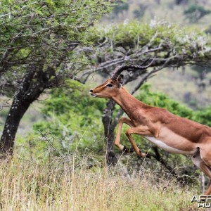 Impala at Zululand Rhino Reserve