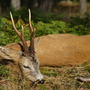 Roebuck Hunt Sweden