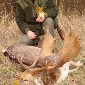 Fallow Deer Sweden