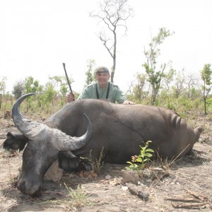 West African Savannah Buffalo Burkina Faso