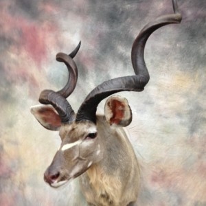 2012 kudu